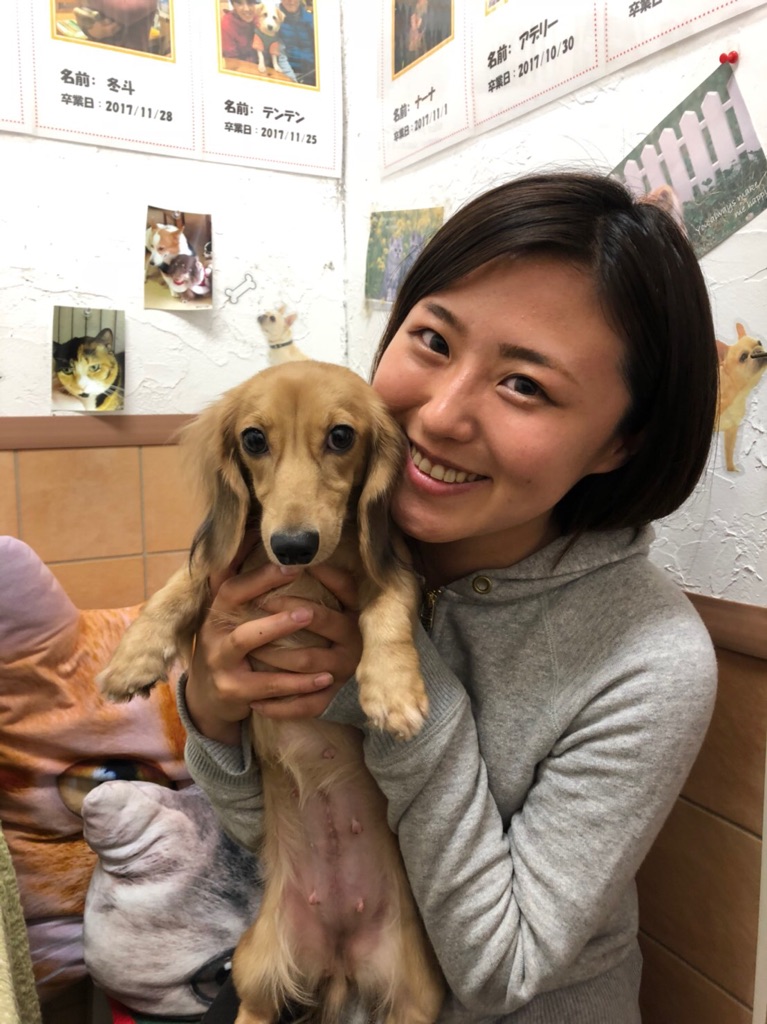 【運命の赤い糸見～つけた💓Mダックスのこはるちゃん💕】2018,6,16